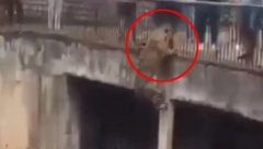 DRAMA U ZOOLOŠKOM VRTU Jaguar u 3 poteza došao do zida ograđenog prostora, nastala panika, ljudi IZBEZUMLJENO vrištali