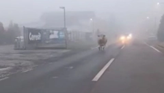 "ŠMUGNUO JE, ZATVORILI SMO RADIONICU DA NE BI ULETEO" Bik trčao ulicama u Hrvatskoj i napravio pravu pometnju