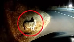 MISTERIOZNI STVOR PROŠETAO NA SEVERU HRVATSKE Pored puta je,  ne boji se automobila, a nikome nije jasno šta je!