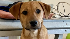 KOMŠIJA MI JE UPUCAO PSA ISPRED KAPIJE! Drama zbog slatke keruše Misti koja je pobedila metak