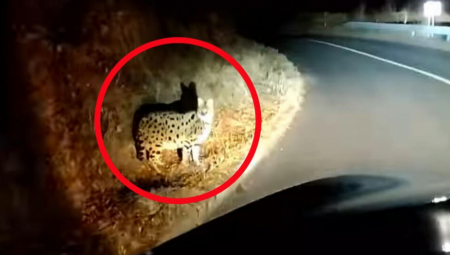DIVLJA ŽIVOTINJA IZ AFRIKE PRESTRAVILA MEŠTANE Panika u Hrvatskoj, stručnjaci otkrili o kojoj je zveri reč i kako je dospela tu (VIDEO)