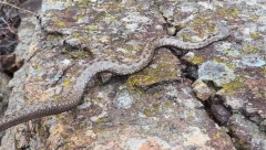 POSKOK UŠAO U DOM  ZDRAVLJA! Medicinske sestre ga uočile na PREDŠKOLSKOM odeljenju!