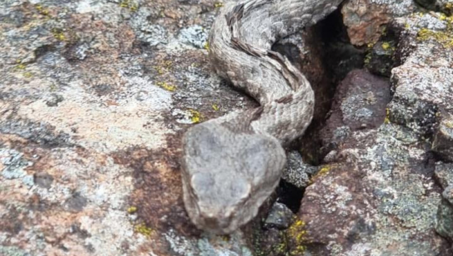 "NE TREBA IZIGRAVATI INDIJANU DŽONSA, AKO KRENE POSKOK NA VAS MORATE..." Biolog Beogradskog zoo-vrta UPOZORAVA: "Imate četiri sata da nađete protivotrov!"