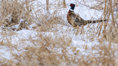 PTIČJI GRIP U MAĐARSKOJ Podtip H5N1 otkriven na farmi fazana