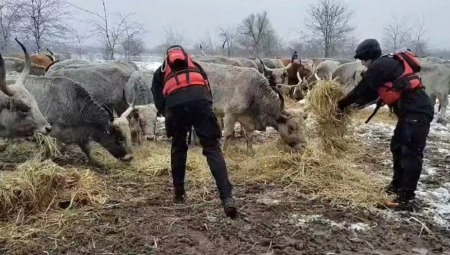 GOVEDA SU NA BROJU, ALI KONJE JOŠ NE MOGU DA POHVATAJU Drama zbog životinja sa Krčedinske ade i dalje traje
