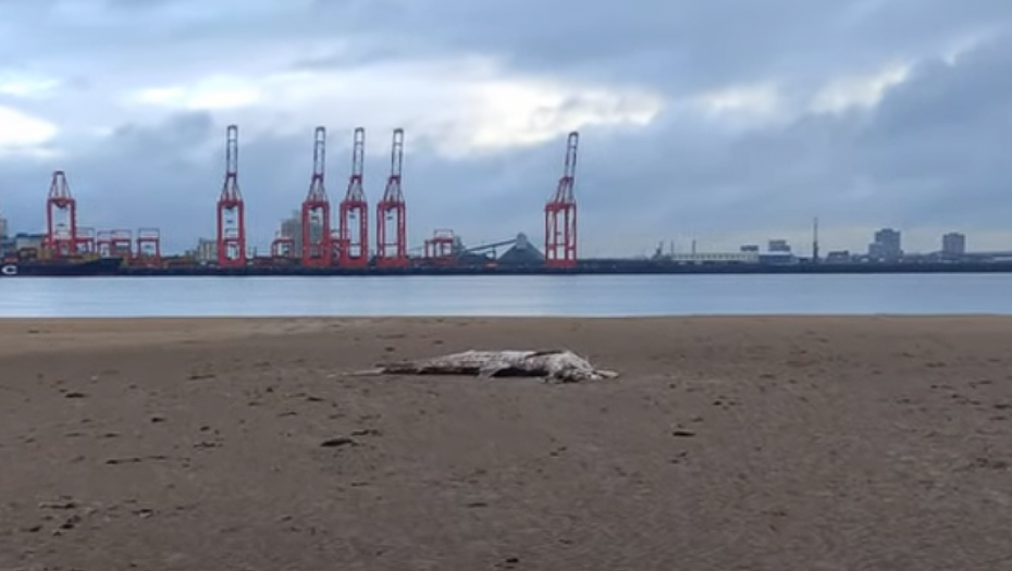 MORSKA GRDOSIJA PRONAĐENA NA PLAŽI Meštani šokirani veličinom lešine (VIDEO)