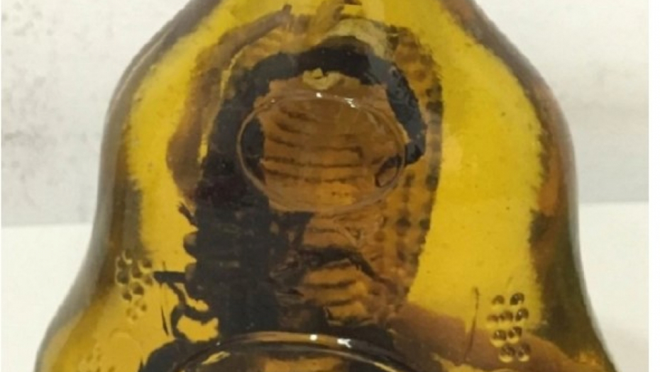 ZMIJA U ŽESTOKOM PIĆU Carinici u šoku, granica kao čistilište