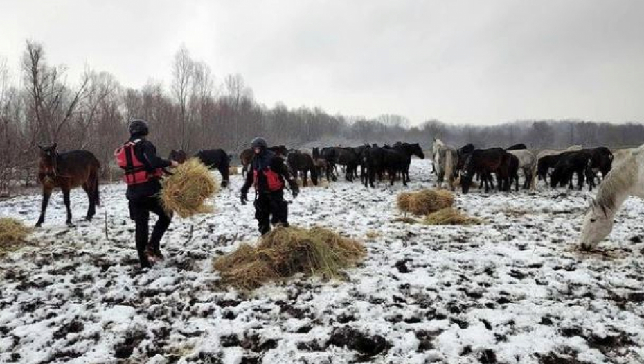 MUP UKLJUČEN U AKCIJU! Zarobljenim konjima na Krčedinskoj adi dostavljena hrana (VIDEO)