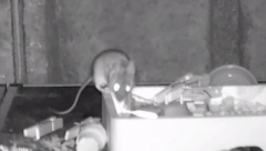 SPREMAČICA BROJ JEDAN Miš mu svaku noć sređivao radni sto u šupi (VIDEO)