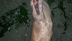IZVUKAO JE IZ DUBINE STVORENJE IZ NOĆNIH MORA "Pecam pola veka, ovako nešto nisam video, kakvo je ovo čudovište?"