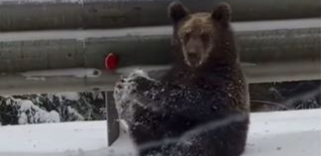 SEĆATE LI SE SNIMKA MEDVEDA SA KOPAONIKA KOJI RADI VEŽBE? Sada je ponovo usijao mreže, ali iz drugog razloga
