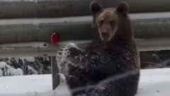 SEĆATE LI SE SNIMKA MEDVEDA SA KOPAONIKA KOJI RADI VEŽBE? Sada je ponovo usijao mreže, ali iz drugog razloga