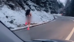 AU, 'DE JE OVA KRENULA? Momci pored puta kod Zlatibora snimili šok scenu - NJOJ BOGAMI NIJE ZIMA (VIDEO)