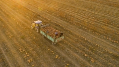 VRANJANAC ZA 6.000 DINARA KUPIO SEME SA ISLANDA, A SAD... Oko njegovih plodova mušterije se OTIMAJU