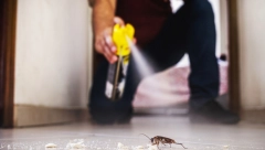 MILIJARDE INSEKATA PREPLAVIĆE ULICE Tako nešto nije viđeno više od 200 godina