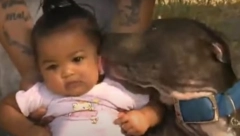 PAS SAŠA JE VELIKI HEROJ U toku noći je izbio požar, beba je bila u krevetu! UHVATIO JE ZA PELENU I... filmska scena