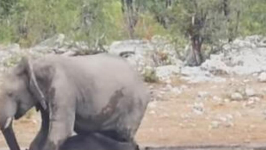 UŽAS NA SAFARIJU Slon izvukao ženu iz kola, pa je gazio do smrti: Postaje sve gore