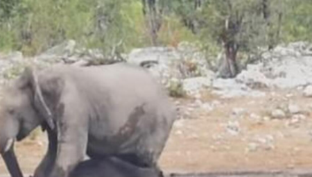 UŽAS NA SAFARIJU Slon izvukao ženu iz kola, pa je gazio do smrti: Postaje sve gore