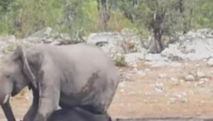 UŽAS NA SAFARIJU Slon izvukao ženu iz kola, pa je gazio do smrti: Postaje sve gore