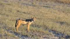 PANIKA U PRESTONICI ZBOG DIVLJIH ŽIVOTINJA Šakali viđeni na Karaburmi, Mirjevu i Kaluđerici