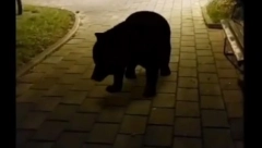 MEDVED SE PROŠETAO KROZ CENTAR PLJEVALJA Ljudi mu prišli - "Hoćemo li da se pravimo mrtvi?" (VIDEO)