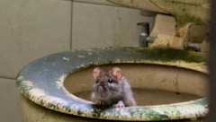 "PACOVI NAM ULAZE U STAN KROZ WC ŠOLJU" Novosađanka Jadranka u panici zbog NAJEZDE