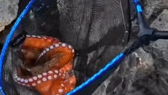 BOSANCI UHVATILI HOBOTNICU, PA NAPRAVILI HAOS NA DRUŠTVENIM MREŽAMA Nakon objavljivanja snimka, svi postavljaju ova 2 pitanja (VIDEO)