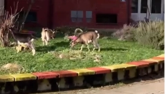 KOZE PASU NA NOVOM BEOGRADU Stanari u čudu, ne mogu da veruju svojim očima (VIDEO)