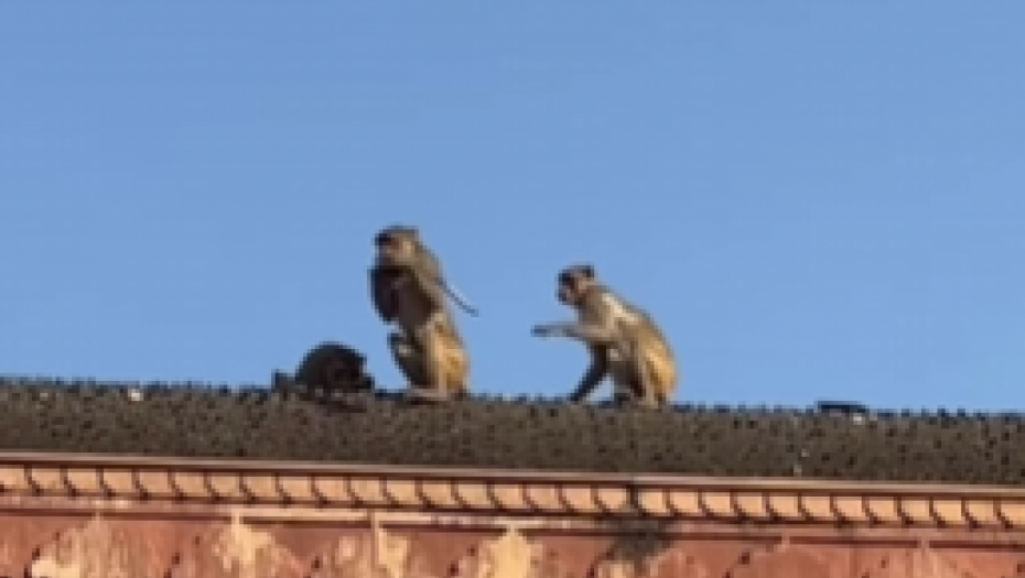 MAJMUN OTEO TELEFON PA SE POPEO NA KROV Ljudi nemo posmatrali, nisu znali šta da rade (VIDEO)