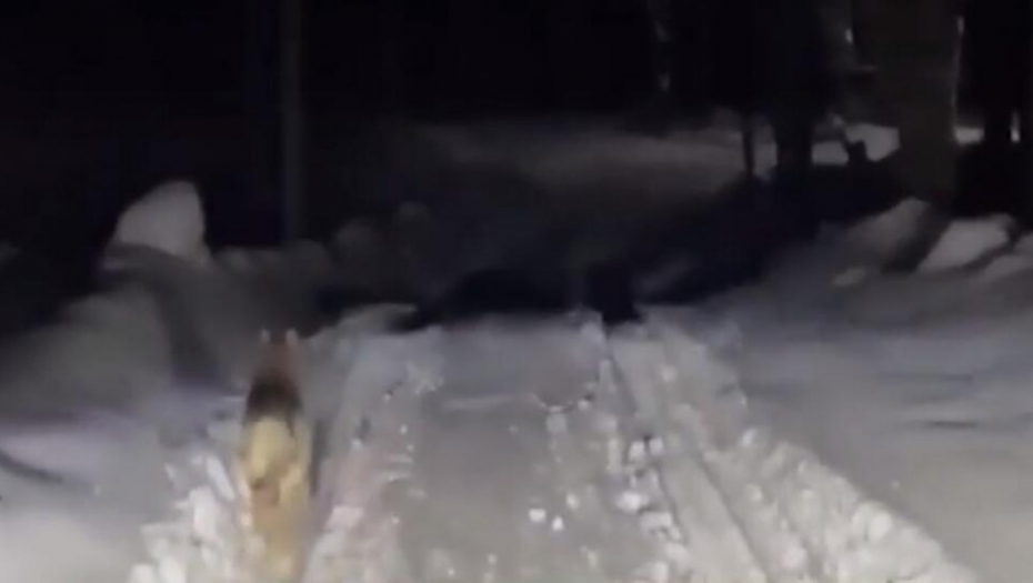 "GLEDAM KROZ PROZOR, VIDIM JE KRVAVU..." Žena štitila svog psa od vukova, pa nastradala (VIDEO)