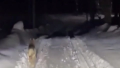 "GLEDAM KROZ PROZOR, VIDIM JE KRVAVU..." Žena štitila svog psa od vukova, pa nastradala (VIDEO)