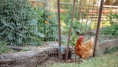JEDAN PETAO NA ČAK 12 KOKOŠAKA  Ako to dosad niste pokušali, pogledajte prvih 9 koraka u uzgoju živine
