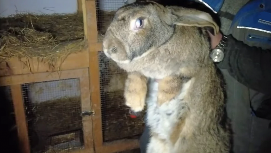 ŽIVI OD OVOG BIZNISA Nikola uzgaja džinovske zečeve teške preko 11 kilograma (VIDEO)