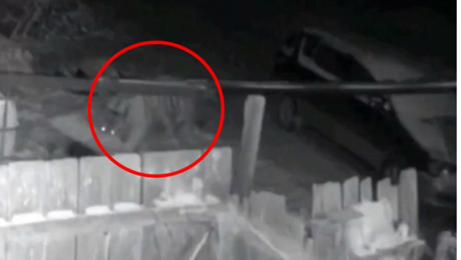 UBIO GA JE JEDNIM UGRIZOM! Užasna scena u Rusiji, krvoločna zver odjednom iskočila iz šume (UZNEMIRUJUĆI VIDEO)