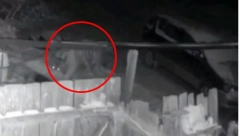 UBIO GA JE JEDNIM UGRIZOM! Užasna scena u Rusiji, krvoločna zver odjednom iskočila iz šume (UZNEMIRUJUĆI VIDEO)