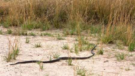 DEVOJČICU USRED ČASA U ŠKOLI UJELA ZMIJA! Umrla za manje od pola sata!