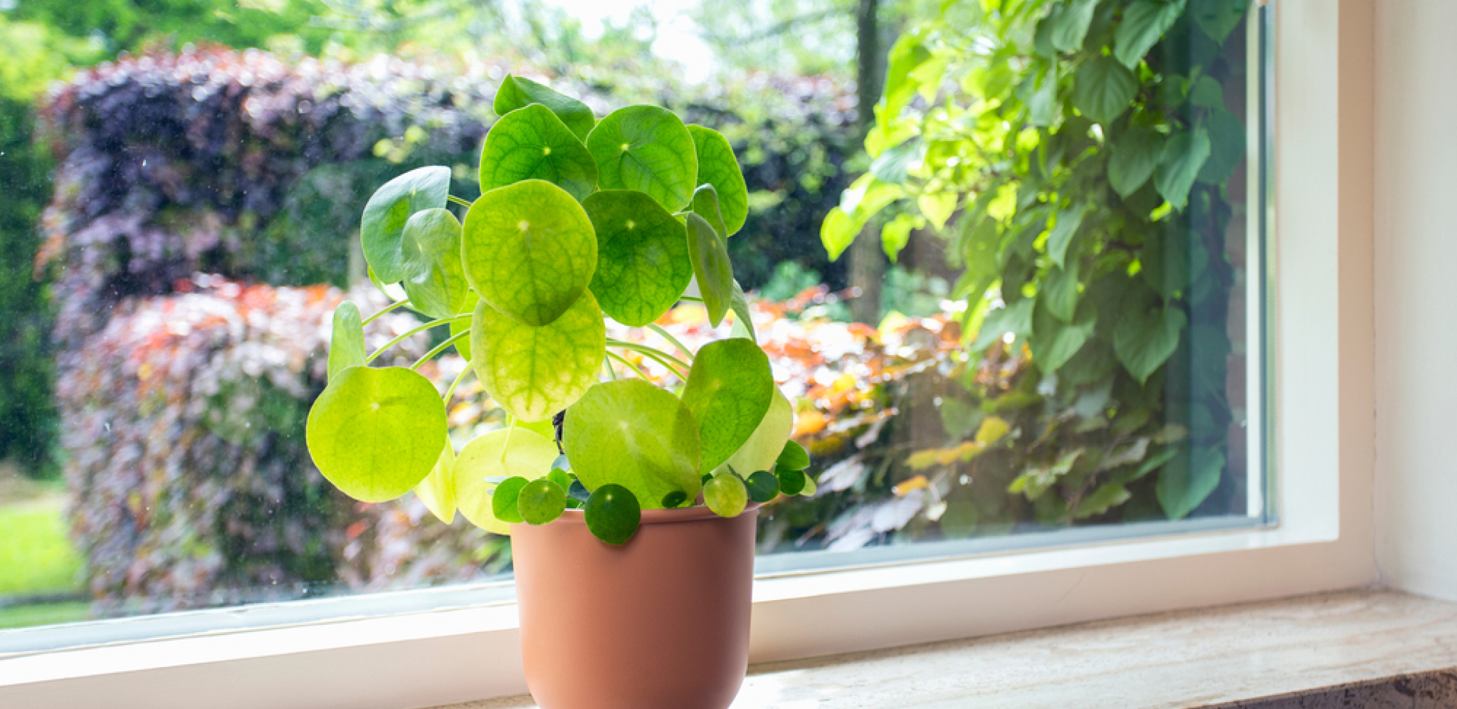 ZASADITE BILJKU OD PET GRANČICA Donosi zdravlje, sreću, napredak i novac