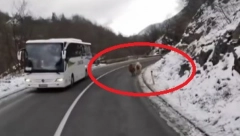 NESVAKIDAŠNJA SCENA KOD NOVE VAROŠI, ODBEGLE ŽIVOTINJE TRČE PO PUTU Prestravljene su od straha, odmah je pozvana policija (VIDEO)