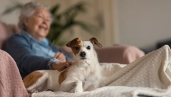 PARE OSTAVILA PSU, A DECI NI DINAR! Baka testamentom prepisala svu imovinu kućnim ljubimcima, a ovo je razlog