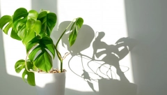 PRIVLAČE NESREĆU I BEDU Ni za živu glavu ne držite ova 2 cveta u kući