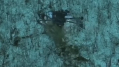 "VAMPIR" JE UHVAĆEN Upad u blizini Kleščejevke (VIDEO)