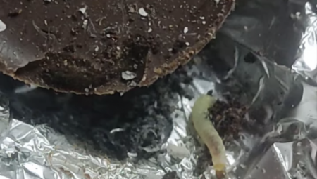 KUPILI OBIČNU BOMBONJERU, PA SHVATILI DA JE "OBOGAĆENA PROTEINIMA" Smučilo im se kad su iz folije isplivali crvići, evo koja je čuvena čokoladica u pitanju