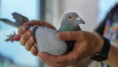 KONAČNO NA SLOBODI Policija pustila goluba osumnjičenog da špijunira za Kinu