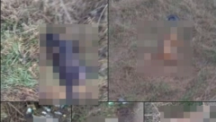 20 MRTVIH PASA PORED PUTA! Miloš krenuo na trčanje, pa zatekao horor: "Zaustavio se beli kombi..."