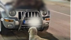 "KRV SE SLIVA NIZ TROTOAR, PSI JE LIŽU..." Horor u Požegi, građani na haubi automobila zatekli leš