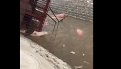 KAMION PUN SVINJA SE PREVRNUO U LEDENU REKU Jezive scene, i on je probao da ih spasi, ali... (VIDEO)