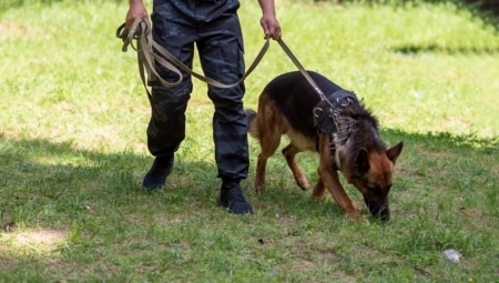 DEČAK (2) PRONAĐEN U ŠUMI Lutao sedam sati, a policajci su ga zatekli u užasnom stanju