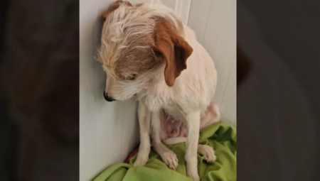 KUCI AIDI DRHTI CELO TELO KAD JOJ PRIĐE ČOVEK Ovo je najtužnija slika koju ćete danas videti, JEZIVA priča je iza toga