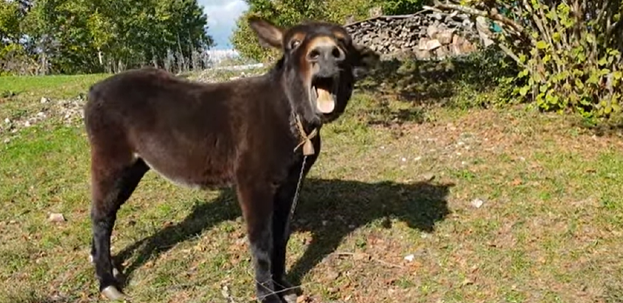 LITAR MLEKA 7.000 DINARA Magarci donose odličnu zaradu - a svako može da ih gaji!