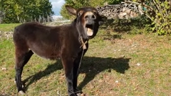DALI MU 24 LITRE GAZIRANOG PIĆA Veterinari spasili magarcu život na nesvakidašnji način